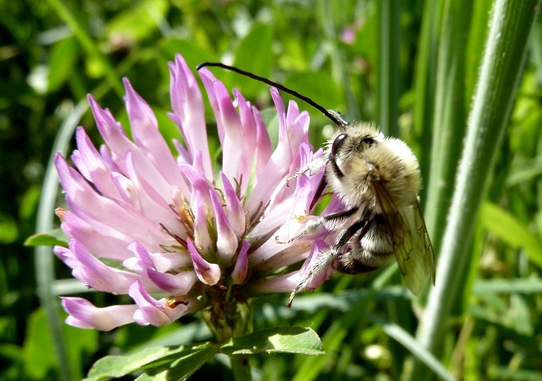 Eucera sp.?